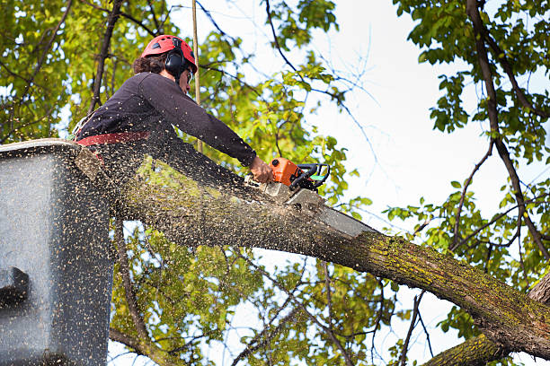 Best Professional Tree Care  in Oakley, KS